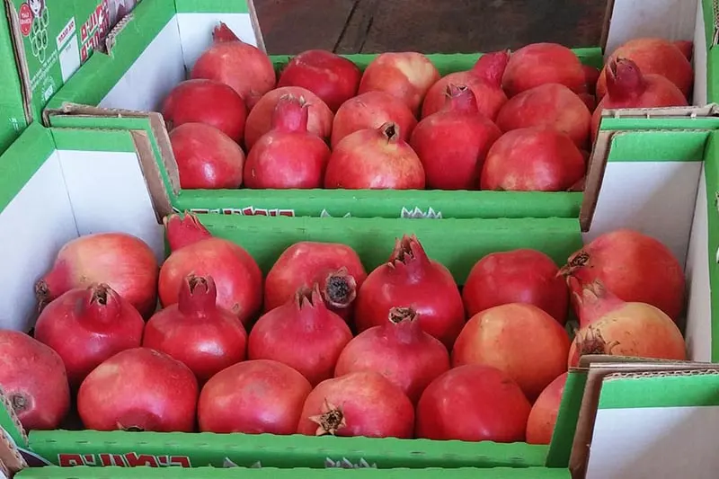 The Symbolic Foods on Rosh Hashanah